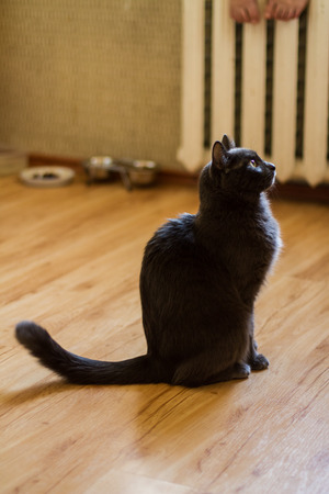 A beautiful portrait of a cute Russian blue catの写真素材