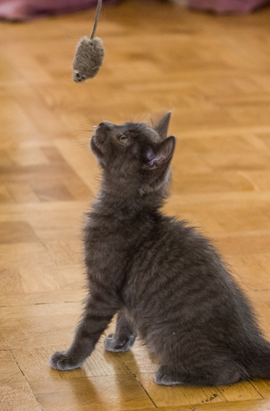 A beautiful Russian blue kitten playing with a toy mouseの写真素材