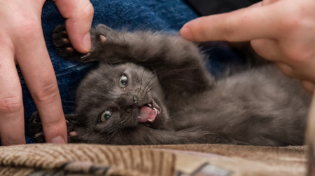A beautiful Russian blue kitten meowingの写真素材
