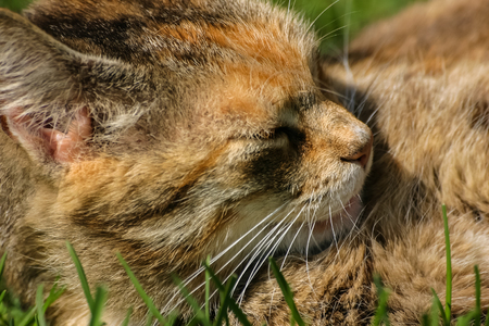 A sleepy orange tabby cat in the meadow at springの写真素材