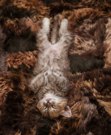 A three colored kitten sleeping on a fur blanketの写真素材