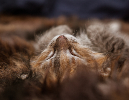A three colored kitten sleeping on a fur blanketの写真素材