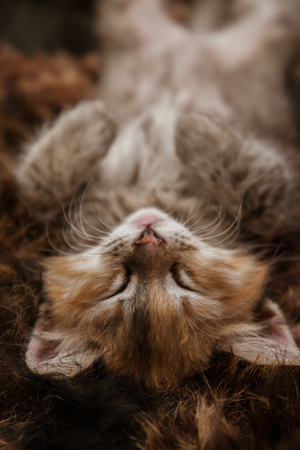 A three colored kitten sleeping on a fur blanketの写真素材