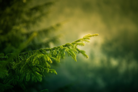 A beautiful, colorful fir branch in the mountain forest.
