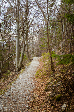 A beautiful mountain path through forest with autumn leaves. Mala Fatra mountains in Slovakiaの写真素材