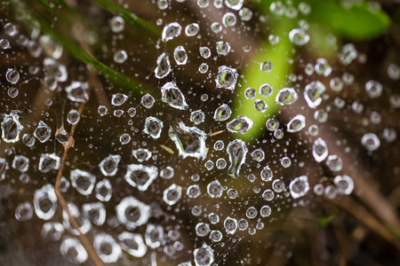 Spider net on a ground with water droplets. Summer morning in swamp. Shallow depth of field macro...