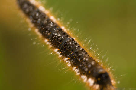 A beautiful brown caterpillar on a branch with small water droplets. Macro shot.