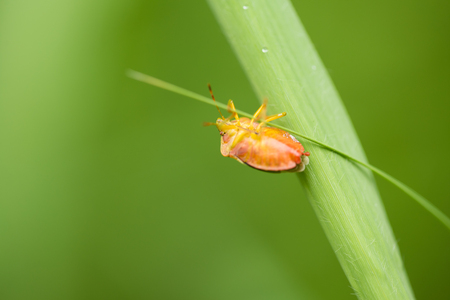 A beautiful small orange beetle crawling on a grass. Shallow depth of field macro photo.