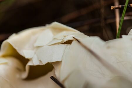 A broken egg shell on the ground in forest. Shallow depth of field closeup macro photo.の写真素材