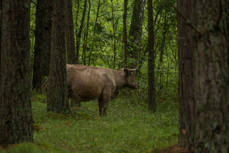 A curious wild cows in a forest. Mother cows with calfs. Grazing in forest.の写真素材