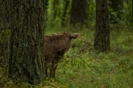 A curious wild cows in a forest. Mother cows with calfs. Grazing in forest.の写真素材