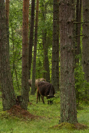 A curious wild cows in a forest. Mother cows with calfs. Grazing in forest.の写真素材