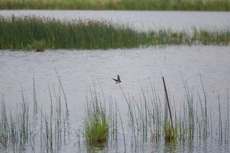 A beautiful grassy lake shore landscape with a barn swallows.の写真素材
