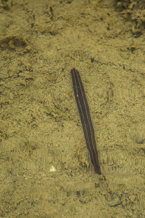 A brown leech swimming in a shallow pond in summer.の写真素材