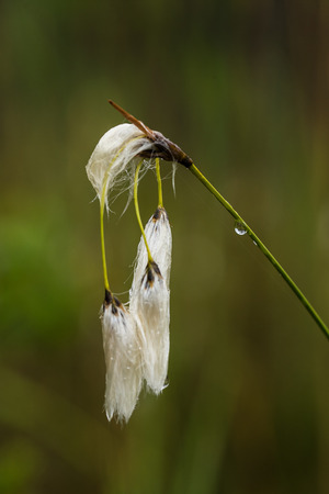 A wet cottongrass on a natural background after the rain. Shallow depth of field closeup macro photo.の写真素材