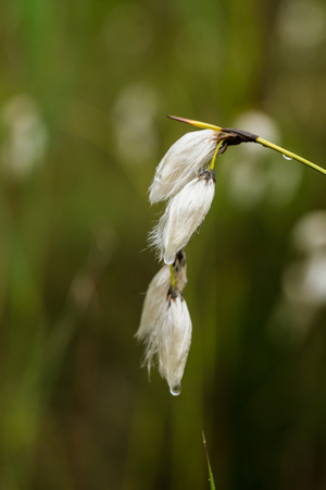 A wet cottongrass on a natural background after the rain. Shallow depth of field closeup macro photo.の写真素材