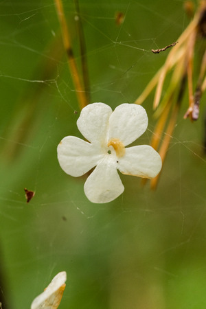 Beautiful white flower petals fallen on leaves in forest after the rain. Decorative look. Shallow...
