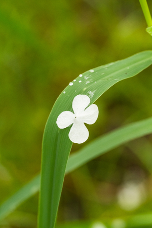 Beautiful white flower petals fallen on leaves in forest after the rain. Decorative look. Shallow...