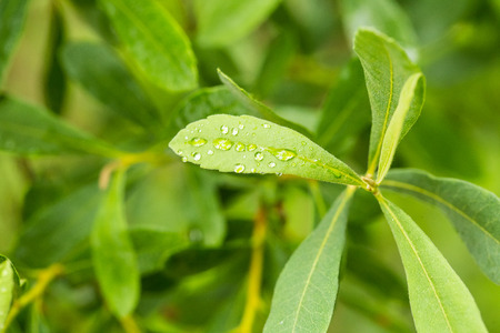 Beautiful, fresh, vibrant leaves of a bog myrtle after the rain. Shallow depth of field closeup...