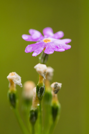 Beautiful pink birds eye primrose flower on a natural background in forest after the rain. Shallow depth of field closeup macro photo.の写真素材