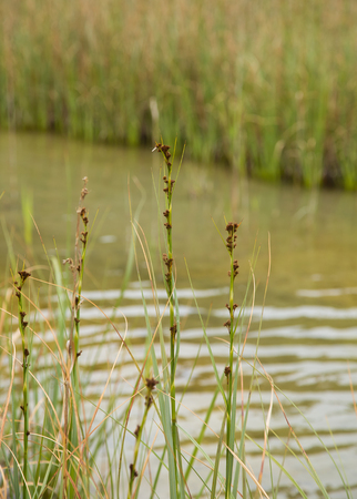 A beautiful sedges growing in a marsh after the rain in summer. Shallow depth of field closeup macro...