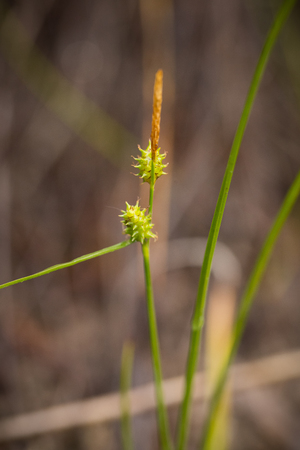 A beautiful sedges growing in a marsh after the rain in summer. Shallow depth of field closeup macro...