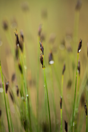 A beautiful sedges growing in a marsh after the rain in summer. Shallow depth of field closeup macro photo.の写真素材