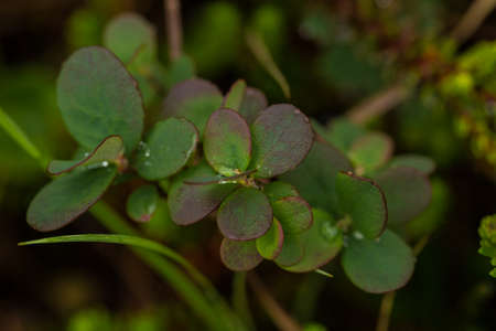 Beautiful closeup of  a billberry leaves on a natural background with rain drops. Shallow depth of...
