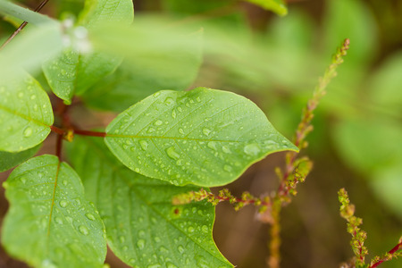 A beautiful, vibrant bush leaves  on a natural background after the rain in summer. Shallow depth of field closeup macro photo.の写真素材