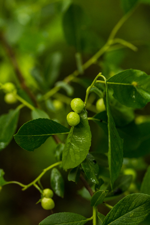 A beautiful, vibrant bush leaves  on a natural background after the rain in summer. Shallow depth of...