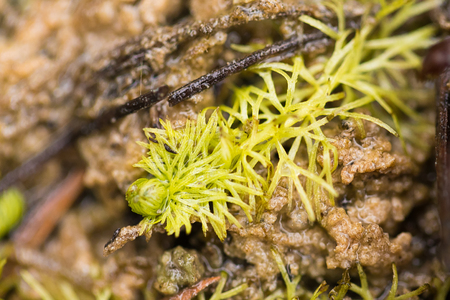 A beautiful closeup of a small bladderwort in a marsh. SHallow depth of field closeup macro photo.の写真素材