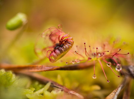 A beautiful round leaved sundew in a marsh after the rain. Shallow depth of field closeup macro...