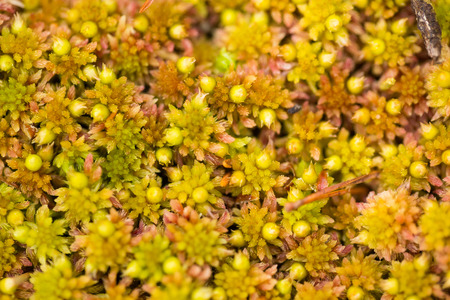 A beautiful, vibrant, fresh moss in the forest after the rain. Shallow depth of field closeup macro photo.の写真素材