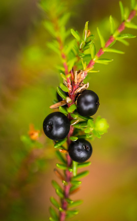 Beautiful ripe crowberries in a summer forest after the rain. Shallow depth of field closeup macro photo.の写真素材