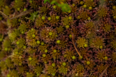 A beautiful, vibrant, fresh moss in the forest after the rain. Shallow depth of field closeup macro...