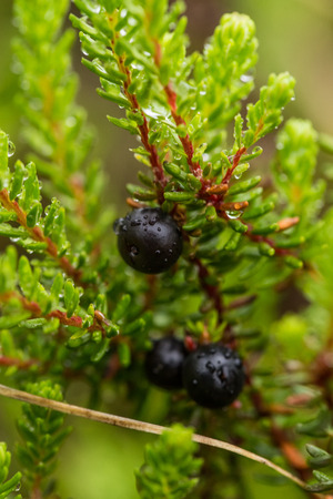 Beautiful ripe crowberries in a summer forest after the rain. Shallow depth of field closeup macro photo.の写真素材