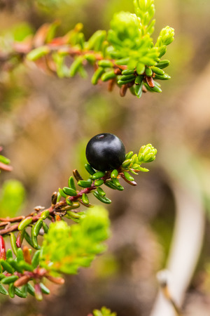 Beautiful ripe crowberries in a summer forest after the rain. Shallow depth of field closeup macro photo.の写真素材