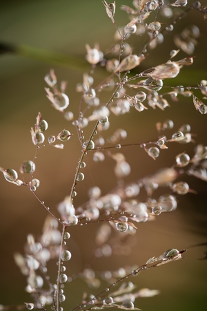 Beautiful closeup of a bent grass on a natural background after the rain with water droplets. Shallow depth of field closeup macro photo.の写真素材