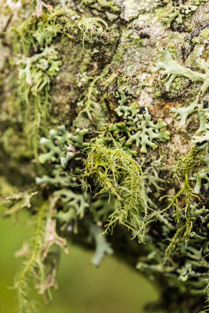 Beautiful lichen in the forest after rain. Shallow depth of field closeup macro photo.