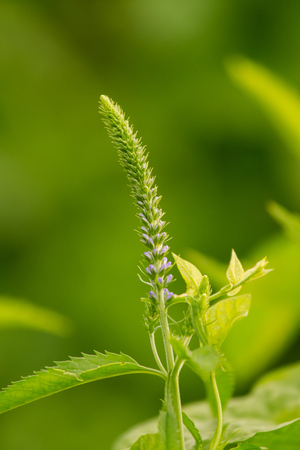 A beautiful longleaf speedwell flowering in a summer meadow. Veronica Longofolia.の写真素材