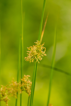 A beautiful sedge grass growing in a wet meadow near river. Vibrant summer scenery.の写真素材