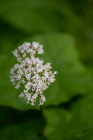 A beautiful valerian flowers blossoming in a summer meadow. A vibrant scenery.の写真素材