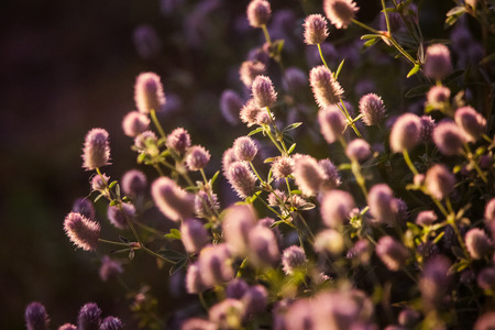 A beautiful closeup of a pale purple fluffy grass in the sunshine. Closeup with a shallow depth of...