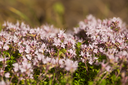 A beautiful closeup of a natural wild thyme flowers blossoming near the wood. Herbal tea. Closeup with a shallow depth of field.の写真素材