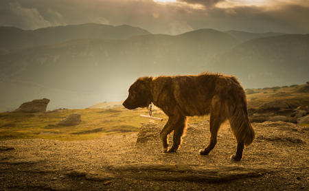 Portrait of a shepherd dog in a Carpathian landscapeの写真素材