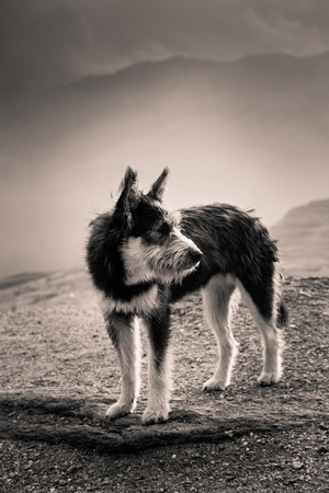 Portrait of a shepherd dog in a Carpathian landscapeの写真素材