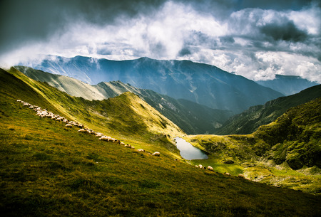 Beautiful landscape of sheep grazing in Carpathian mountainsの写真素材
