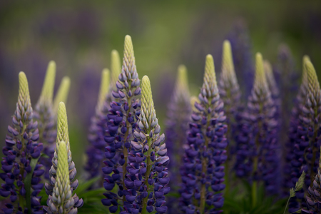 Blooming pink and purple lupines in natural habitat in summer