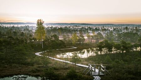 A beautiful, colorful, artistic landscape of a marsh in sunrise in autumn.の写真素材