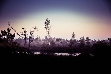 A beautiful, colorful, artistic landscape of a marsh in sunrise in autumn.の写真素材